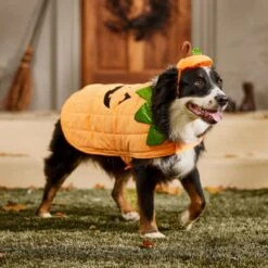 Frisco Pumpkin Dog & Cat Costume -Chewy 144446 PT7. AC SS1800 V1567180408