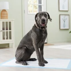 Frisco Premium Giant Dog Training & Potty Pads 16 Frisco Premium Giant Dog Training & Potty Pads -Chewy 152699 PT6. AC SS1800 V1674671620
