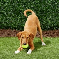 Frisco Fetch Squeaky Tennis Ball Dog Toy -Chewy 152803 PT6. AC SS1800 V1691776652