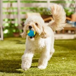 Frisco Fetch Squeaky Tennis Ball With Rubber Sleeve Dog Toy -Chewy 152844 PT6. AC SS1800 V1691776576