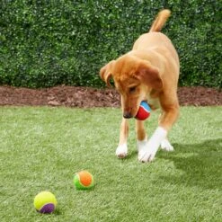 Frisco Fetch Squeaking Colorful Tennis Ball Dog Toy 14 Frisco Fetch Squeaking Colorful Tennis Ball Dog Toy -Chewy 152846 PT6. AC SS1800 V1691776651