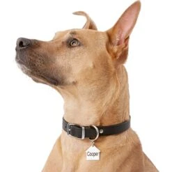 Frisco Stainless Steel Personalized Dog ID Tag, Dog House 14 Frisco Stainless Steel Personalized Dog ID Tag, Dog House -Chewy 153000 PT5. AC SS1800 V1540562239