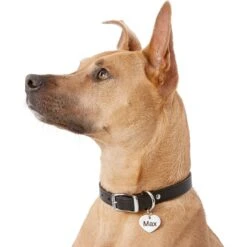 Frisco Personalized Dog & Cat ID Tag, Heart 14 Frisco Personalized Dog & Cat ID Tag, Heart -Chewy 153006 PT5. AC SS1800 V1540562340