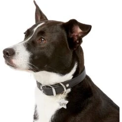 Frisco Stainless Steel Personalized Dog & Cat ID Tag, Star 14 Frisco Stainless Steel Personalized Dog & Cat ID Tag, Star -Chewy 153017 PT5. AC SS1800 V1540562610