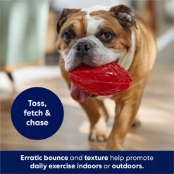 Frisco Football TPR Squeaky Dog Toy 10 Frisco Football TPR Squeaky Dog Toy -Chewy 154412 PT3. AC SS1800 V1686578718