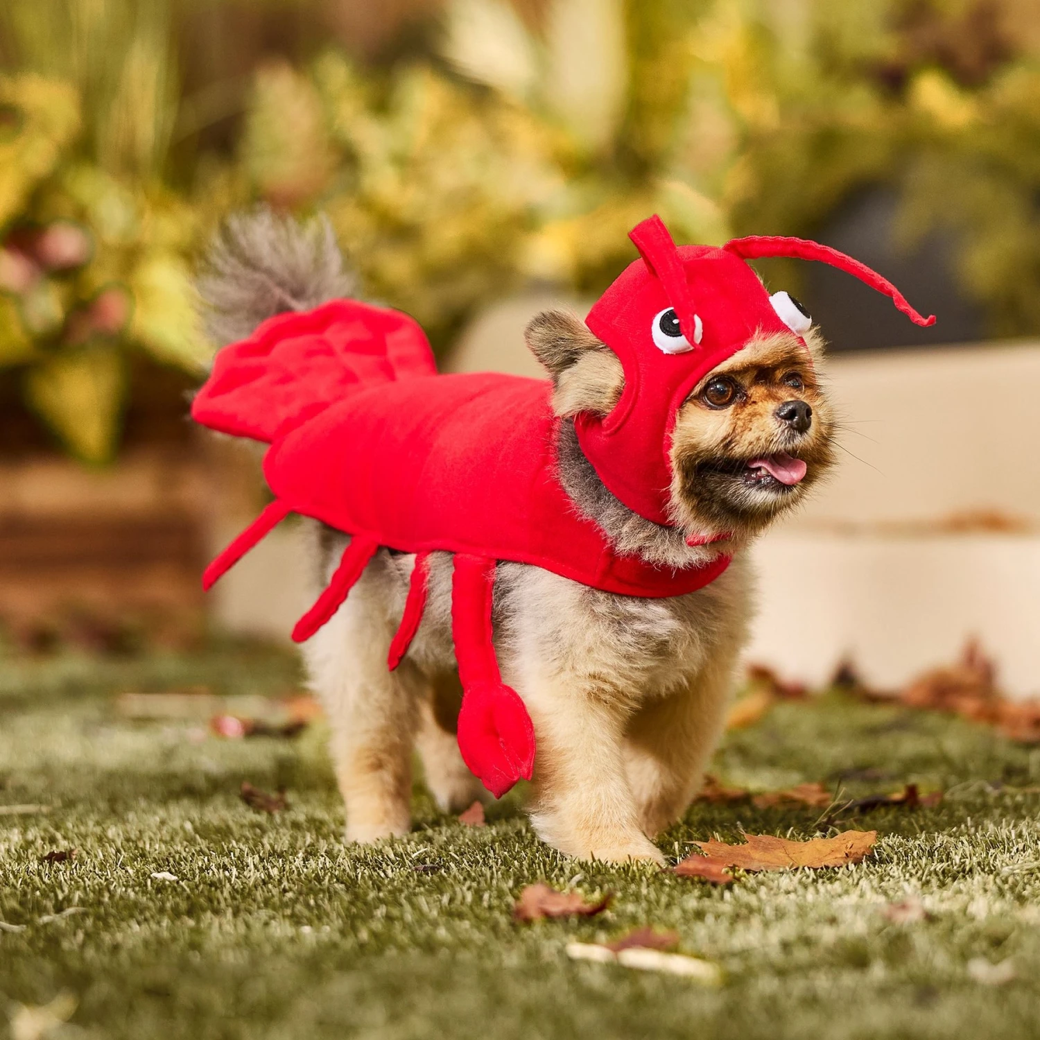 Frisco Red Lobster Dog & Cat Costume 9 Frisco Red Lobster Dog & Cat Costume - Image 7