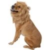 Frisco Lion Mane Dog & Cat Costume 2 Frisco Lion Mane Dog & Cat Costume -Chewy 158732 MAIN. AC SS1800 V1625873829