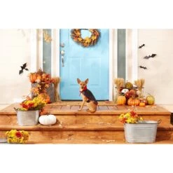 Frisco Vampire Cape Dog & Cat Costume -Chewy 160793 PT3. AC SS1800 V1567176564