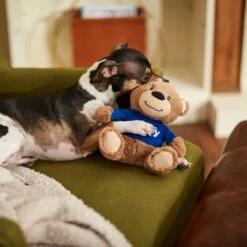 Frisco Chewy Bear Plush Squeaky Dog Toy 7 Frisco Chewy Bear Plush Squeaky Dog Toy -Chewy 164312 PT3. AC SS1800 V1600973456