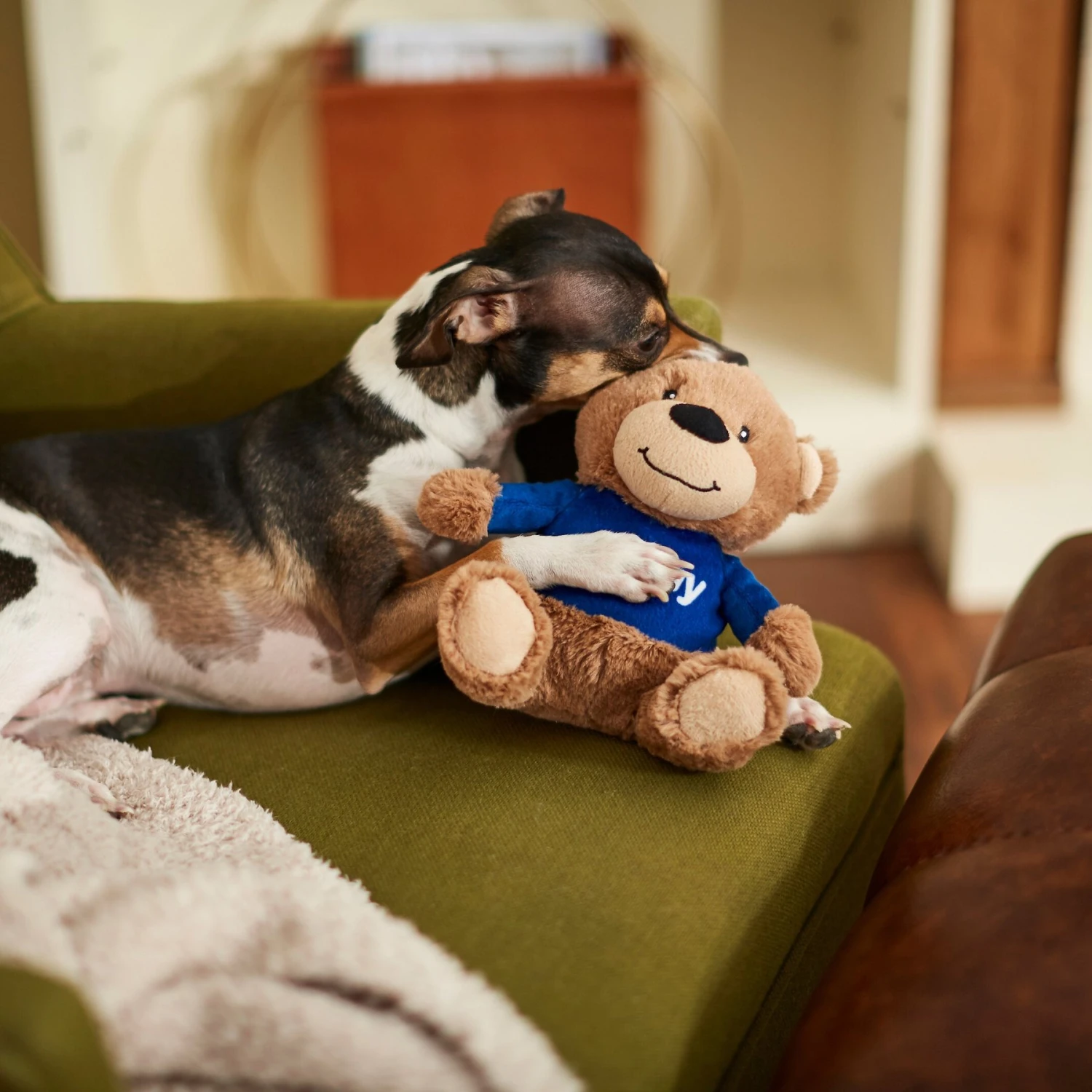 Frisco Chewy Bear Plush Squeaky Dog Toy 5 Frisco Chewy Bear Plush Squeaky Dog Toy - Image 3