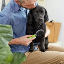 Frisco Cat & Dog Combo Brush, Mini 9 Frisco Cat & Dog Combo Brush, Mini -Chewy 206857 PT4. AC SS1800 V1680186386