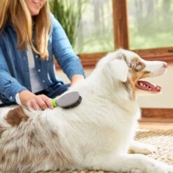 Frisco Cat & Dog Bristle Brush 8 Frisco Cat & Dog Bristle Brush -Chewy 206859 PT5. AC SS1800 V1680186099