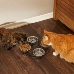 Frisco Multi Pet Feeding 4-Bowls Stainless Steel Dog & Cat Bowls, 0.5 Cup 15 Frisco Multi Pet Feeding 4-Bowls Stainless Steel Dog & Cat Bowls, 0.5 Cup -Chewy 213787 PT6. AC SS1800 V1599091021