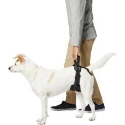 Frisco Rear Lift Handicapped Support Dog Harness 11 Frisco Rear Lift Handicapped Support Dog Harness -Chewy 220374 PT5. AC SS1800 V1605743213