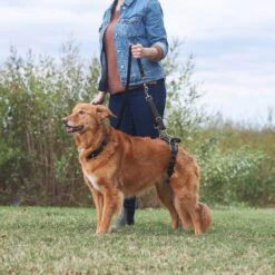 Frisco Rear Lift Handicapped Support Dog Harness 13 Frisco Rear Lift Handicapped Support Dog Harness -Chewy 220374 PT7. AC SS1800 V1605754619