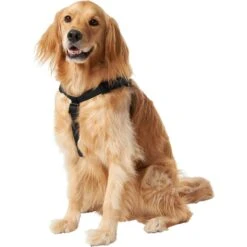 Frisco Nylon Step In Back Clip Dog Harness 9 Frisco Nylon Step In Back Clip Dog Harness -Chewy 220519 PT2. AC SS1800 V1605591714