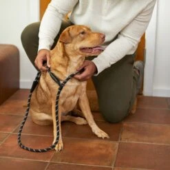 Frisco Reflective Rope Slip Lead Dog Leash 11 Frisco Reflective Rope Slip Lead Dog Leash -Chewy 221212 PT4. AC SS1800 V1699388234