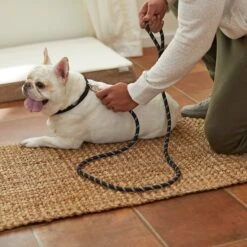 Frisco Reflective Rope Dog Leash 11 Frisco Reflective Rope Dog Leash -Chewy 221214 PT4. AC SS1800 V1602862582
