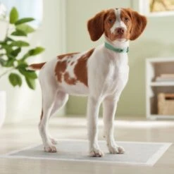 Frisco Charcoal Dog Training & Potty Pads -Chewy 227456 PT6. AC SS1800 V1674667029