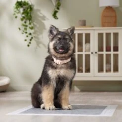 Frisco Extra Large Charcoal Dog Training & Potty Pads 17 Frisco Extra Large Charcoal Dog Training & Potty Pads -Chewy 227460 PT6. AC SS1800 V1674665620
