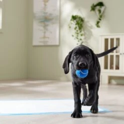 Frisco Premium Extra Large Printed Dog Training & Potty Pads 17 Frisco Premium Extra Large Printed Dog Training & Potty Pads -Chewy 227468 PT6. AC SS1800 V1674666681