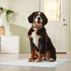 Frisco Premium Giant Printed Dog Training & Potty Pads, 27.5 X 44-in, Unscented 17 Frisco Premium Giant Printed Dog Training & Potty Pads, 27.5 X 44-in, Unscented -Chewy 227472 PT6. AC SS1800 V1674663313