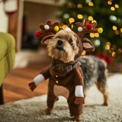 Frisco Front Walking Reindeer Dog & Cat Costume, 1 Count 18 Frisco Front Walking Reindeer Dog & Cat Costume, 1 Count -Chewy 228790 PT7. AC SS1800 V1636743685