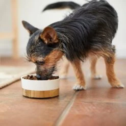 Frisco Melamine Dog & Cat Bowl With Bamboo Base 9 Frisco Melamine Dog & Cat Bowl With Bamboo Base -Chewy 232065 PT7. AC SS1800 V1692989518