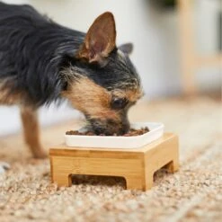 Frisco Square Melamine Dog & Cat Bowl With Bamboo Stand 15 Frisco Square Melamine Dog & Cat Bowl With Bamboo Stand -Chewy 232072 PT8. AC SS1800 V1605746845