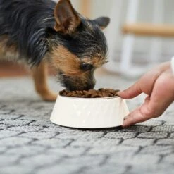 Frisco Hammered Melamine Stainless Steel Dog Bowl 12 Frisco Hammered Melamine Stainless Steel Dog Bowl -Chewy 232083 PT7. AC SS1800 V1692989464