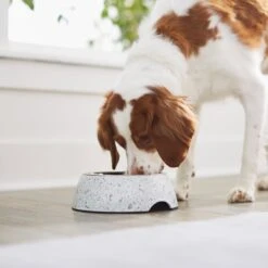 Frisco Quartz Design Stainless Steel Dog & Cat Bowl -Chewy 253044 PT2. AC SS1800 V1616526418