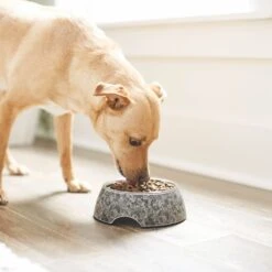 Frisco Black Marble Design Stainless Steel Dog & Cat Bowl 13 Frisco Black Marble Design Stainless Steel Dog & Cat Bowl -Chewy 253048 PT2. AC SS1800 V1616526446