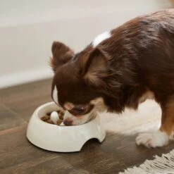 Frisco Melamine Slow Feed Dog & Cat Bowl With Gold Trim 12 Frisco Melamine Slow Feed Dog & Cat Bowl With Gold Trim -Chewy 253066 PT2. AC SS1800 V1616597844
