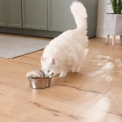 Frisco Flare Non-Skid Stainless Steel Dog & Cat Bowl 18 Frisco Flare Non-Skid Stainless Steel Dog & Cat Bowl -Chewy 257162 PT7. AC SS1800 V1615989167