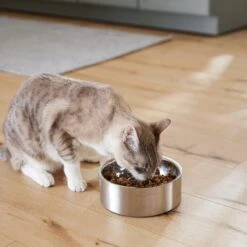 Frisco Insulated Non-Skid Flair Stainless Steel Dog & Cat Bowl 18 Frisco Insulated Non-Skid Flair Stainless Steel Dog & Cat Bowl -Chewy 261753 PT7. AC SS1800 V1623937560