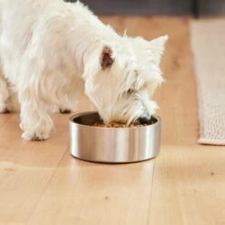 Frisco Insulated Non-Skid Flair Stainless Steel Dog & Cat Bowl 19 Frisco Insulated Non-Skid Flair Stainless Steel Dog & Cat Bowl -Chewy 261753 PT8. AC SS1800 V1623937545