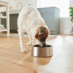 Frisco Insulated Non-Skid Stainless Steel Dog & Cat Bowl 15 Frisco Insulated Non-Skid Stainless Steel Dog & Cat Bowl -Chewy 261757 PT5. AC SS1800 V1623937435