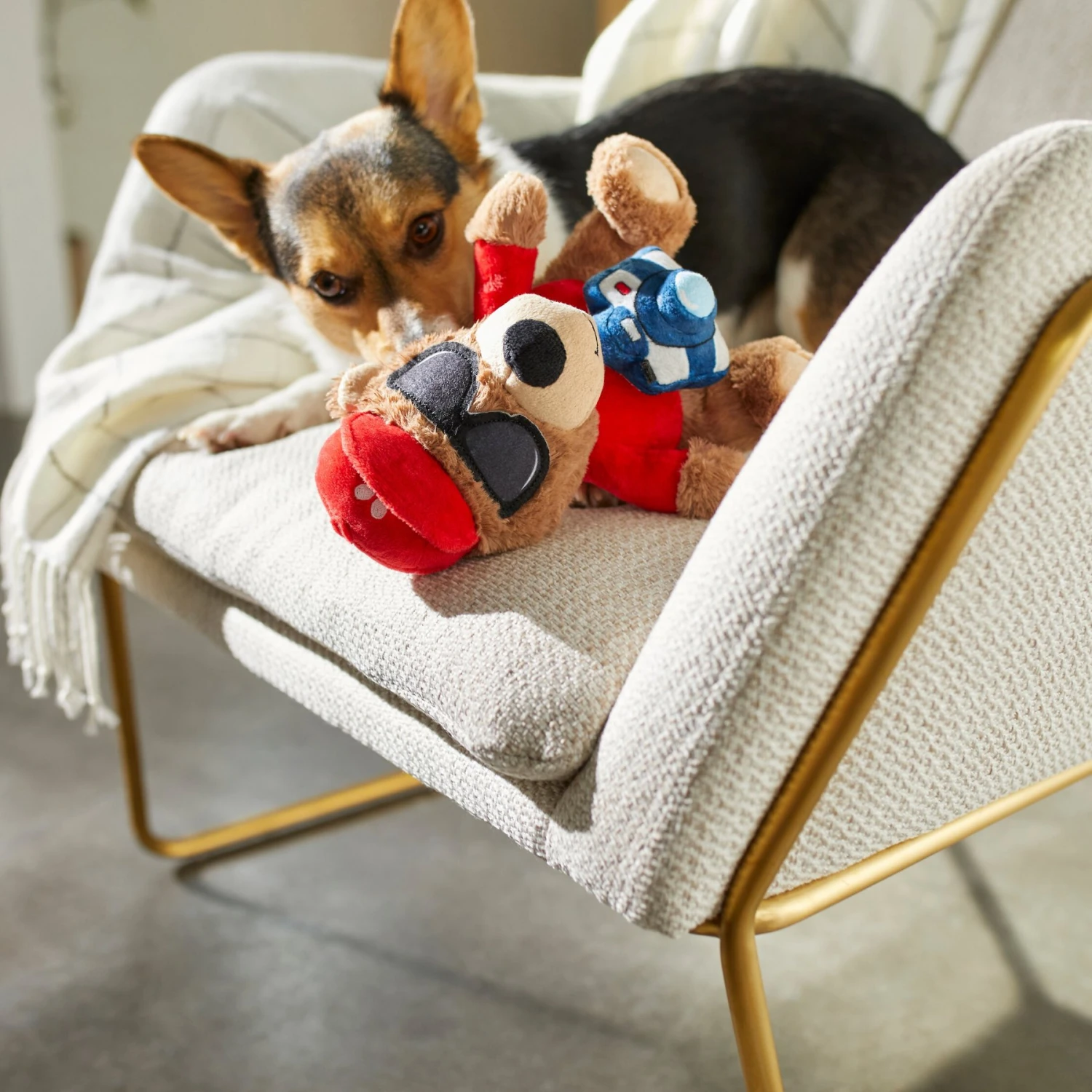 Frisco Road Trip Tourist Bear Plush Squeaky Dog Toy 5 Frisco Road Trip Tourist Bear Plush Squeaky Dog Toy - Image 3