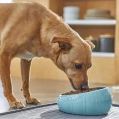 Frisco Slanted Ceramic Dog Bowl 8 Frisco Slanted Ceramic Dog Bowl -Chewy 270221 PT2. AC SS1800 V1620761979