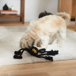 Frisco Halloween Spider Rope Dog Toy -Chewy 270504 PT3. AC SS1800 V1624825021