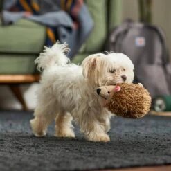 Frisco Camping Hedgehog Plush Squeaky Dog Toy -Chewy 270995 PT3. AC SS1800 V1625009251