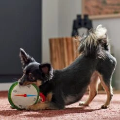 Frisco Camping Compass Plush With Rope Squeaky Dog Toy 7 Frisco Camping Compass Plush With Rope Squeaky Dog Toy -Chewy 271020 PT3. AC SS1800 V1625008965