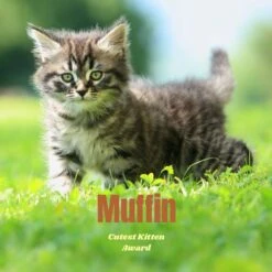 Frisco Personalized Basic Ceramic Photo Tile With Stand 7 Frisco Personalized Basic Ceramic Photo Tile With Stand -Chewy 271227 PT2. AC SS1800 V1619198223