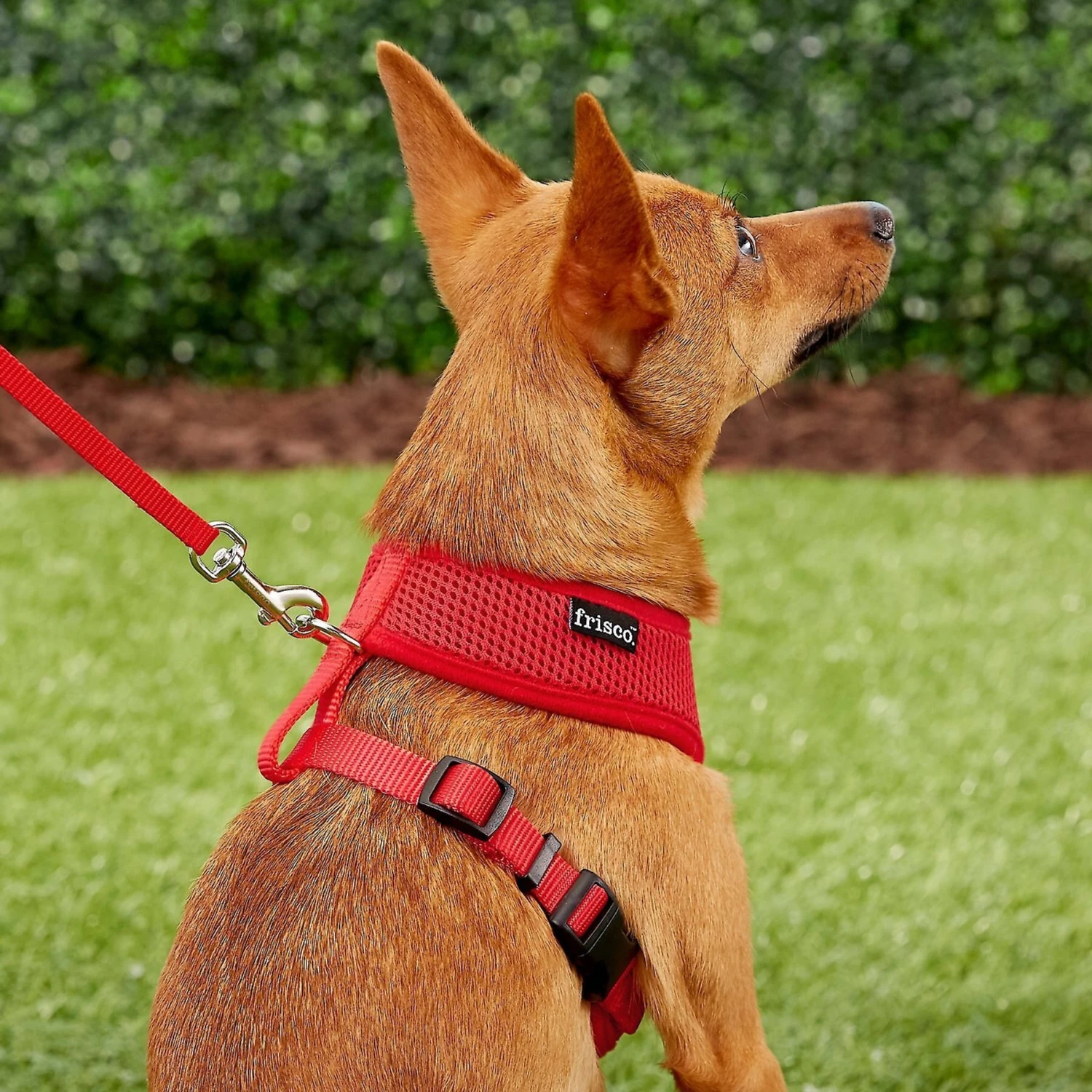 Frisco Small & Medium Breed Soft Mesh Personalized Back Clip Dog Harness 9 Frisco Small & Medium Breed Soft Mesh Personalized Back Clip Dog Harness - Image 7
