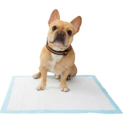 Frisco Premium Dog Training & Potty Pads & Frisco Premium Extra Large Dog Training & Potty Pads 15 Frisco Premium Dog Training & Potty Pads & Frisco Premium Extra Large Dog Training & Potty Pads -Chewy 276223 PT4. AC SS1800 V1616193411