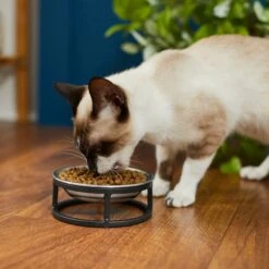 Frisco Elevated Stainless Steel Dish Cat Bowl, 1 Cup 12 Frisco Elevated Stainless Steel Dish Cat Bowl, 1 Cup -Chewy 277517 PT3. AC SS1800 V1630347977