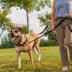 Frisco Basic No Pull Harness 11 Frisco Basic No Pull Harness -Chewy 277873 PT4. AC SS1800 V1629816999