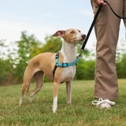 Frisco Padded Reflective No Pull Harness 11 Frisco Padded Reflective No Pull Harness -Chewy 277892 PT4. AC SS1800 V1629816716