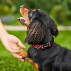 Frisco Buffalo Check Polyester Personalized Dog Collar 11 Frisco Buffalo Check Polyester Personalized Dog Collar -Chewy 280763 PT4. AC SS1800 V1621277566