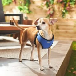 Frisco Padded Step-In Harness 11 Frisco Padded Step-In Harness -Chewy 287451 PT8. AC SS1800 V1631669389